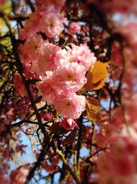 Close-up of pink flowers on tree