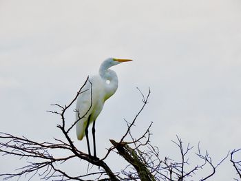 Low angle view of bird perching on branch