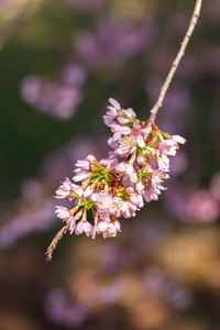 Close-up of cherry blossoms