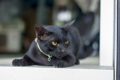 Close-up portrait of cat