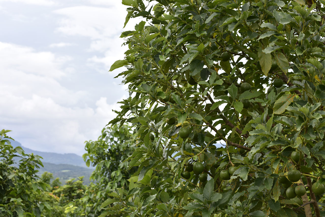 LOW ANGLE VIEW OF FRUIT TREE AGAINST SKY