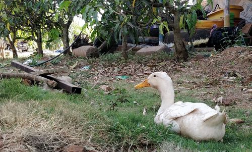 View of duck on field