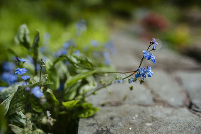 Close-up of butterfly on purple flowering plant