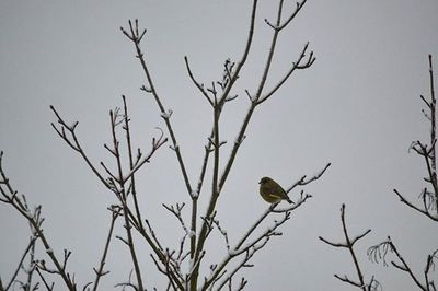 Low angle view of birds perching on branch