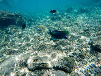 Fish swimming in sea