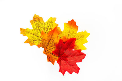 Close-up of autumn leaf against white background