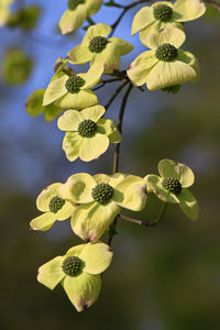 Close-up of yellow flowering plants