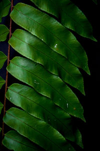 leaf