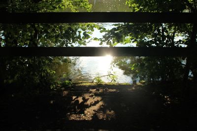 Scenic view of lake against trees in forest