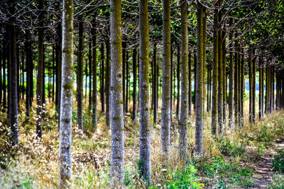 Pine trees in forest