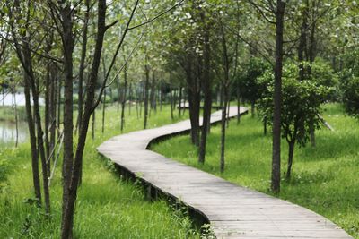 Trees in park