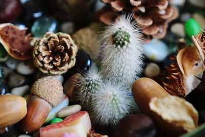 Full frame shot of fruits and plants