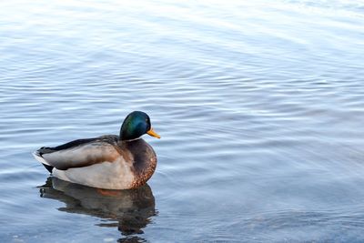 Duck swimming in lake