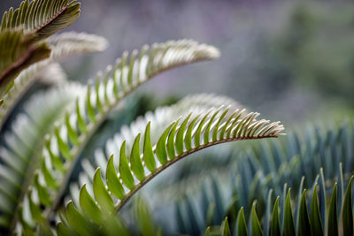 Close-up of fern