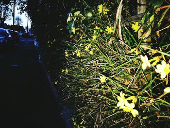 Plants and trees in park