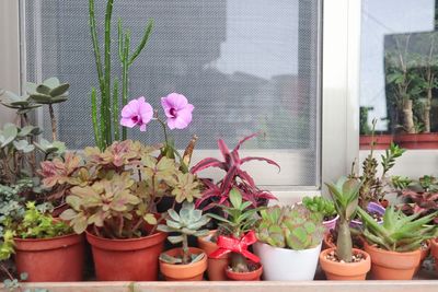 Potted plants on window