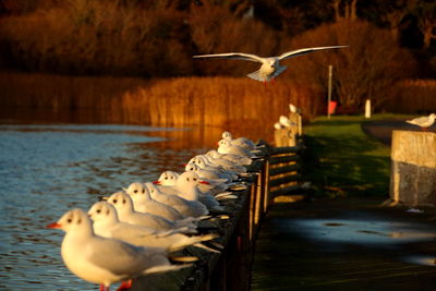 Seagulls over lake