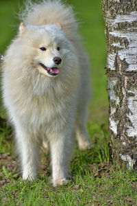 Dog looking away on field