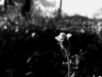 Close-up of flower blooming outdoors