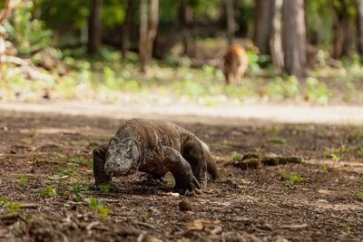 Lion in a forest