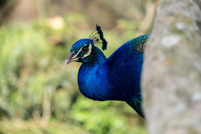 Close-up of a peacock