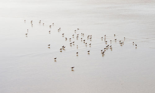 Flock of birds flying