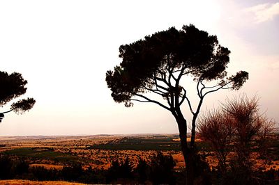 Trees on field against sky