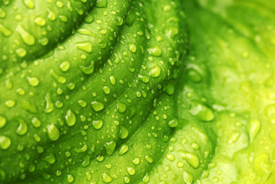 Close-up of raindrops on green leaves