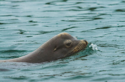 Close-up of sea lion swimming in lake