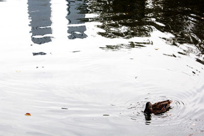 High angle view of ducks swimming in lake