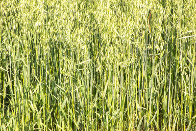 Full frame shot of bamboo on field