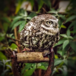 Close-up of owl perching outdoors