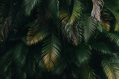 Full frame shot of palm trees