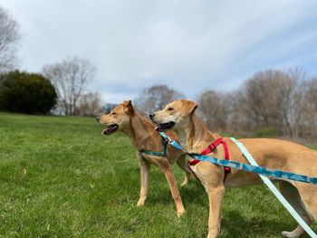 Dog on a field