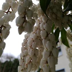 Low angle view of white flowers on tree