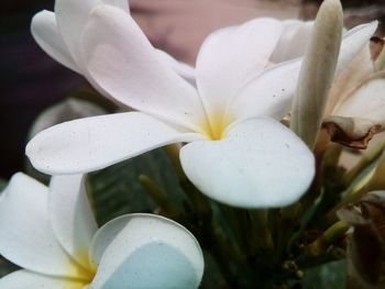 Close-up of white flowers