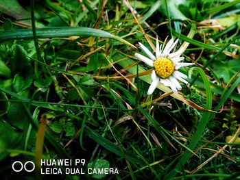 Close-up of flower blooming outdoors