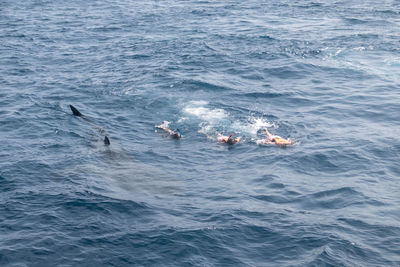 High angle view of ducks swimming in sea