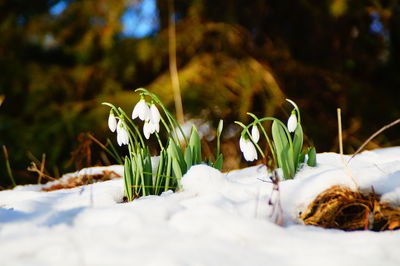 Close-up of snow on plants during winter