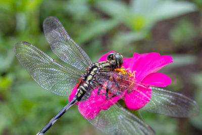 Close-up of dragonfly sitting on flower head