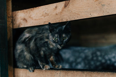 Portrait of cat sitting on floor