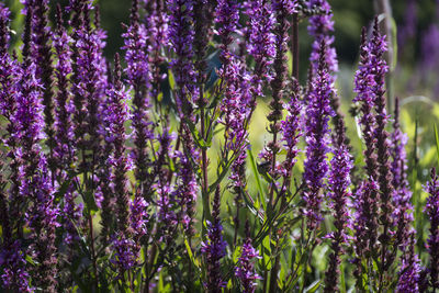 Close-up of lavender flowers