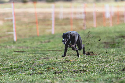 Dog running on field