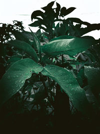 Close-up of raindrops on leaves