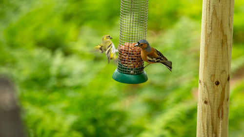 Close-up of birds perching on feeder