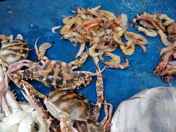 High angle view of seafood for sale