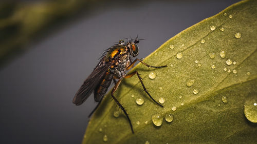 Close-up of fly on leaf