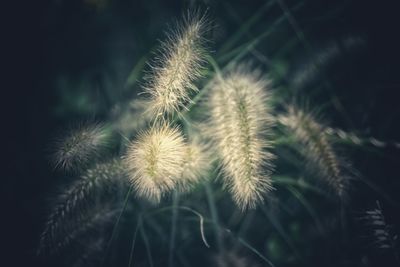 Close-up of dandelion growing on field