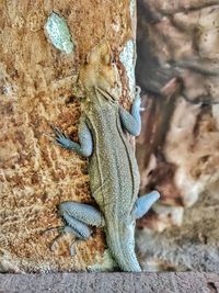 Close-up of lizard on rock