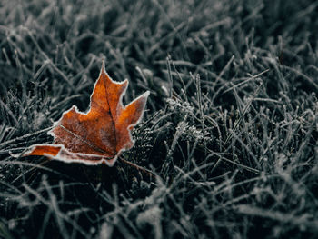 Close-up of dry maple leaf on land